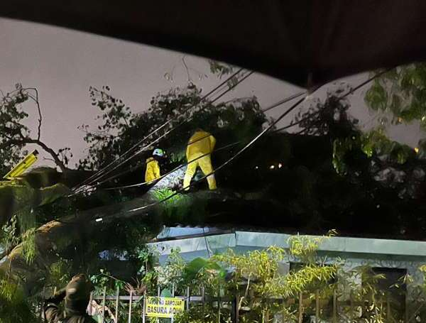 Emergencia por caída de árbol en una casa en Cali.
