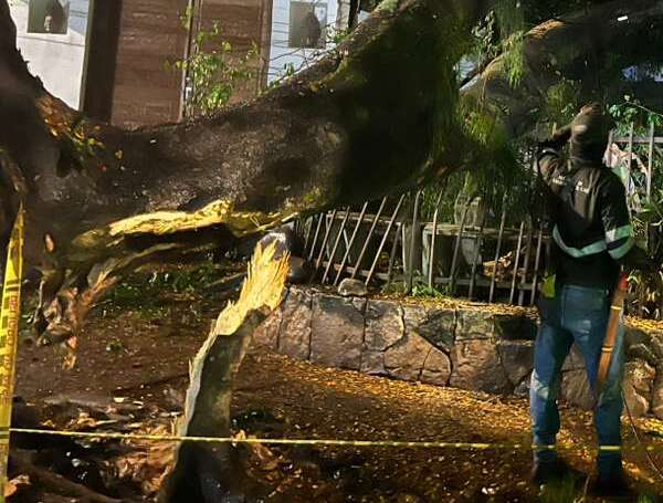 Emergencia por árbol caído en el oeste de Cali.