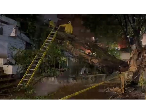 Emergencia por árbol caído en el oeste de Cali.
