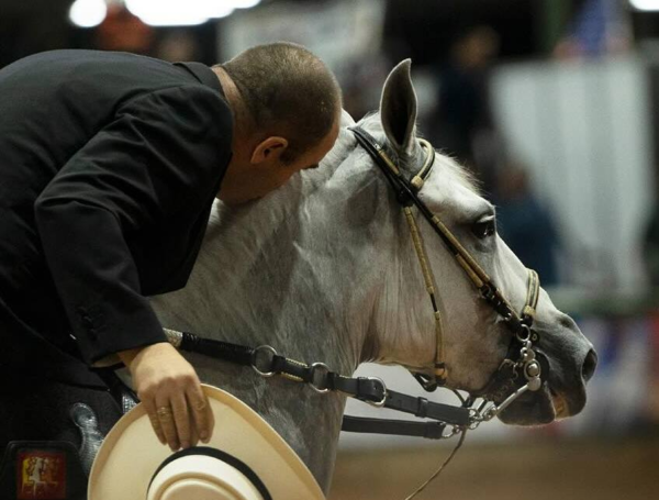 XVII Mundial de Caballos de Paso.