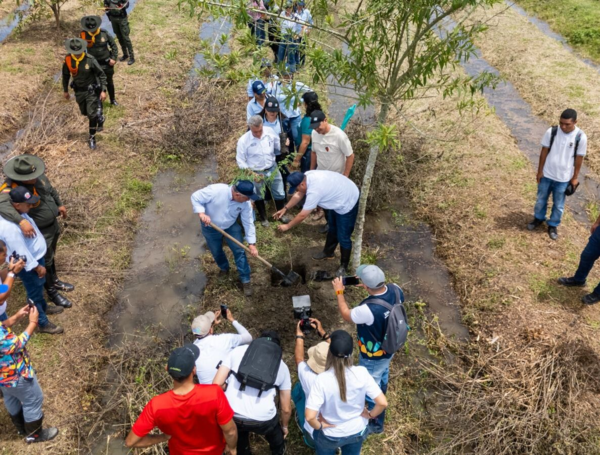 Siembra de árboles, impulsada por la CVC.