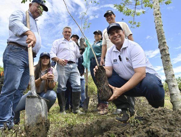 Siembra de árboles, impulsada por la CVC.