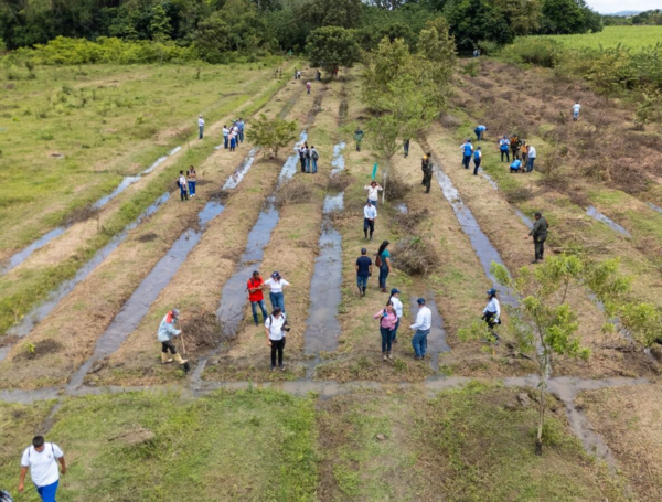 Siembra de árboles, impulsada por la CVC.