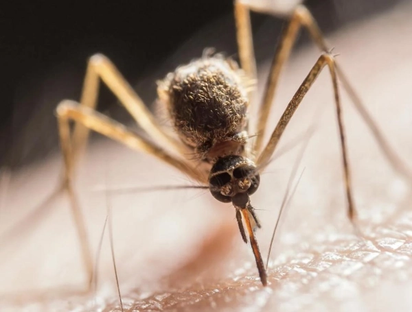 dengue