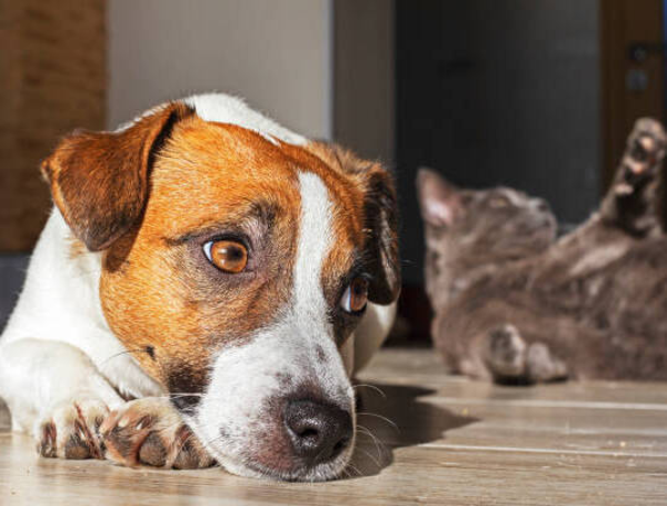 Mascotas asustadas por la pólvora