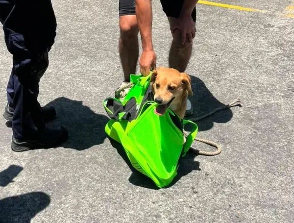 Rescate de perritos en Pereira