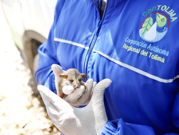 El animal bebé que ya está en un centro especializado de recuperación.