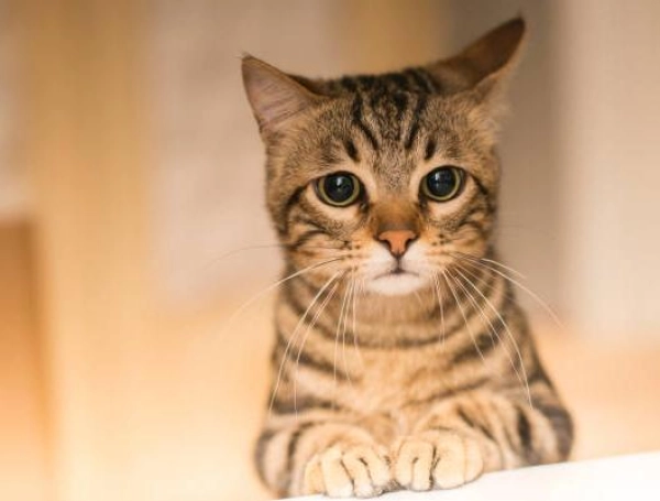 ¿Por qué los gatos duermen tanto? Expertos explican la relación con su instinto de caza