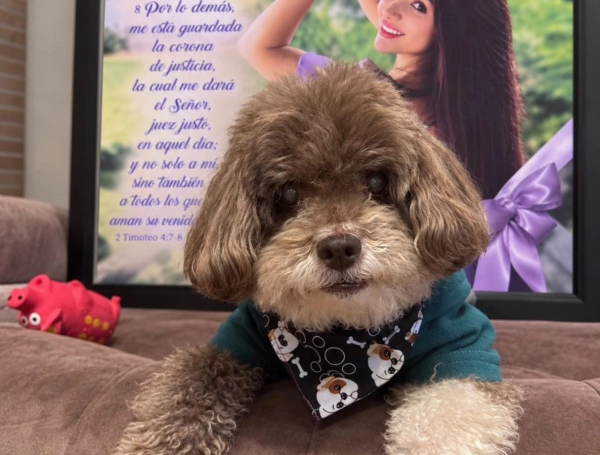 Salomón,  perrito que sobrevivió de terremoto en Cali