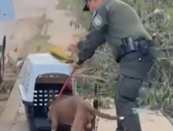 Perro pitbull abandonado