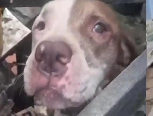 Perro pitbull abandonado