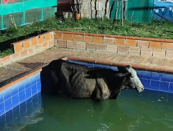 Vaca cayó en piscina de Bucaramanga