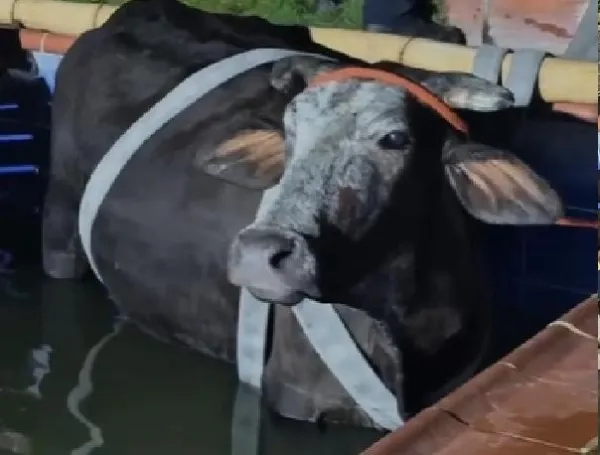 Vaca cayó en piscina de Bucaramanga