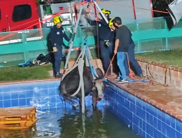 Vaca cayó en piscina de Bucaramanga