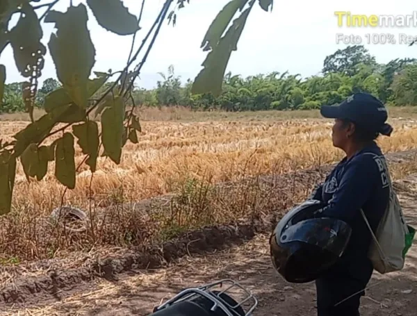 La sequía también afecta la producción agropecuaria.