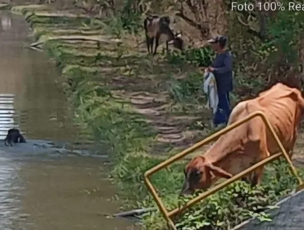 Buena parte de los afluentes del Tolima sienten los rigores del fenómeno de El Niño