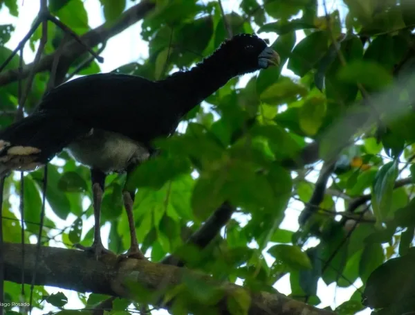 La marimonda del Magdalena está volviendo a los bosques donde había desaparecido: es uno de los primates más amenazados del mundo