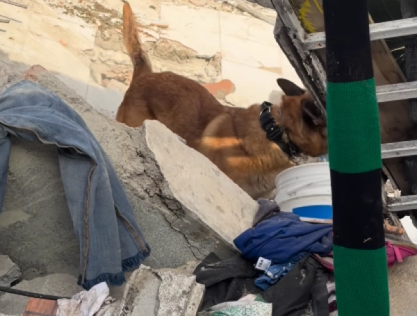 Un heroico perro de rescate del Cuerpo de Bomberos de esta ciudad ayudó a ubicar a la mujer.
