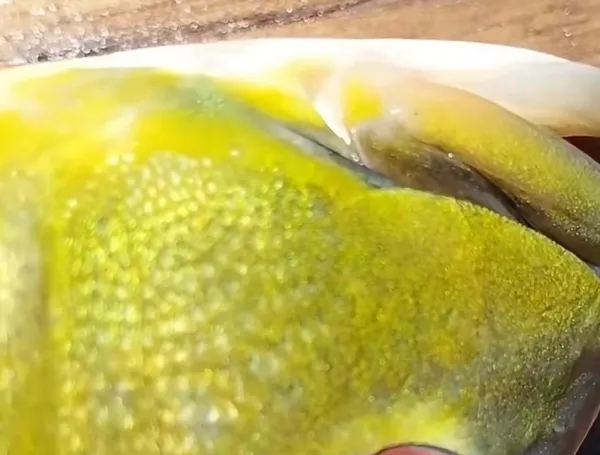 Tucunaré  con larvas