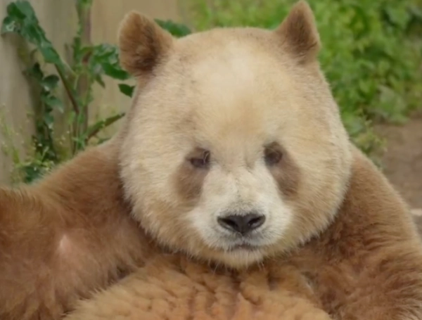 Oso