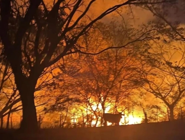 Cientos de animales resultaron afectados en medio de las llamas de los incendios forestales.