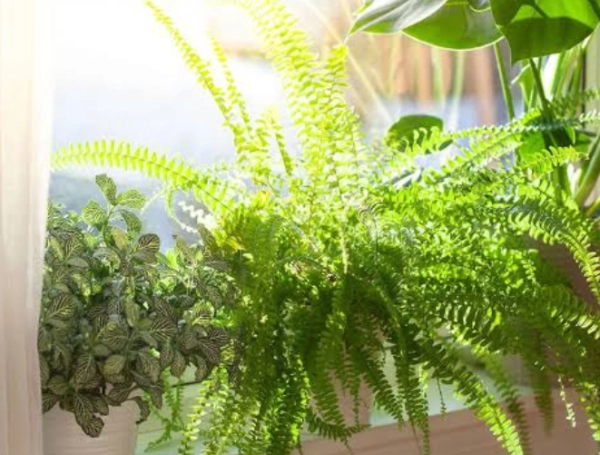 Plantas
