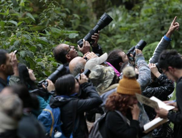 Cientos de avistadores se reúnen en el 8° Congreso de Aviturismo en Manizales.
