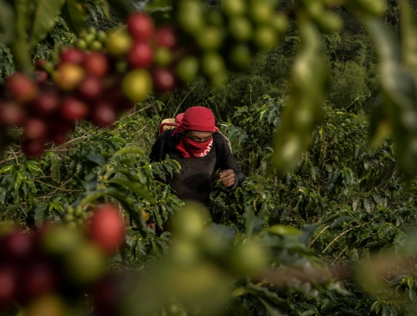 Los comités de cafeteros invitan a los propietarios de las fincas a emplear recolectores de la región.