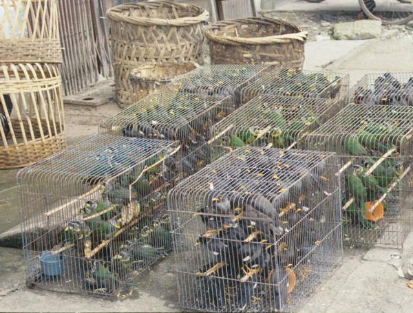 Tráfico ilegal de fauna