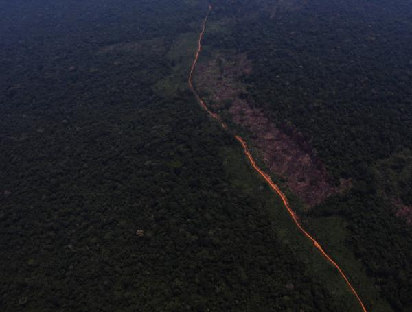 El jaguar, la nutria gigante y el águila arpía: las especies icónicas de la Amazonia colombiana que están perdiendo su hábitat por la deforestación