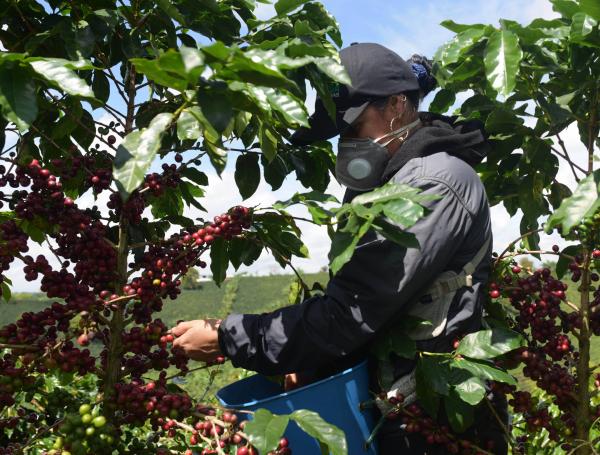 Desde que se inició la cuarentena estos recolectores no salen de la finca. Buscan proteger a sus familias y sus empleos.