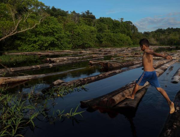 El cambio climático pone en riesgo la memoria ancestral de la Amazonia: hasta un tercio de las plantas usadas por pueblos indígenas podría desaparecer