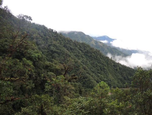 El fortalecimiento de emprendimientos verdes en el Putumayo involucra productos derivados de frutales amazónicos y otros productos forestales maderables y no maderables y sus servicios, que representan la biodiversidad de la región