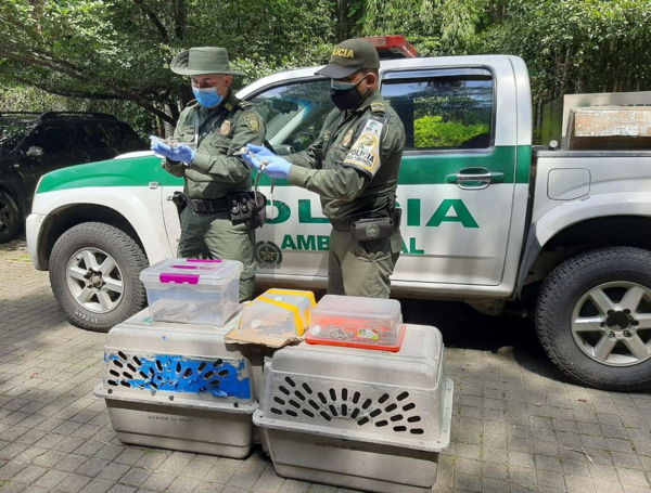 Los animales fueron hallados en una caja de madera enviada desde la costa norte de Colombia.