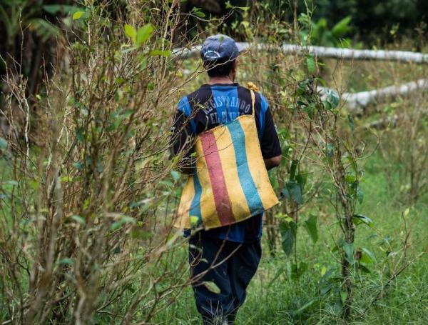 Uno de los 99.097 cultivadores vinculados al Pnis recorre una siembra de coca en Caquetá.