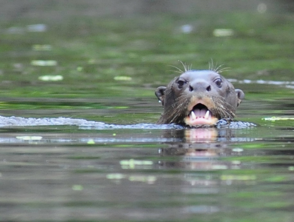 El jaguar, la nutria gigante y el águila arpía: las especies icónicas de la Amazonia colombiana que están perdiendo su hábitat por la deforestación