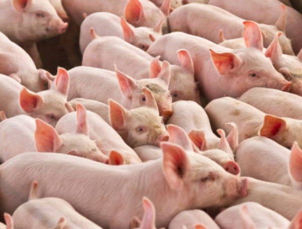 Se estima que la peste porcina africana podría obligar a sacrificar entre 150 y 200 millones de cerdos en el mundo