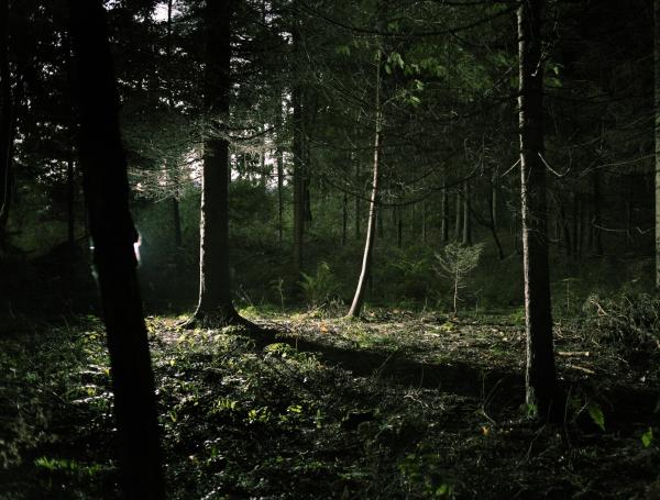 El cuerpo de Cefolia fue hallado en la reserva forestal Glen Forest Preserve en Darien, en Illinois.