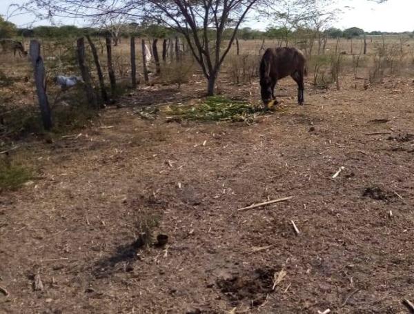 El hato ganadero es el más afectado por el fenómeno climático.
