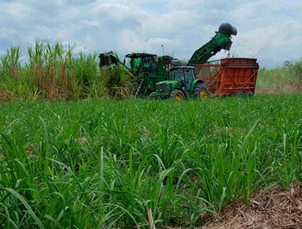 Cultivo de caña
