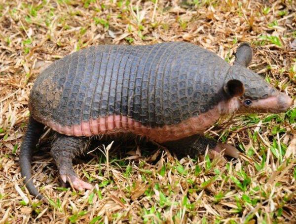 Coletrapo (Cabassous unicinctus), es endémico de América del Sur, desde el este de los Andes de Colombia y sur de Venezuela hasta Bolivia y norte de Brasil.