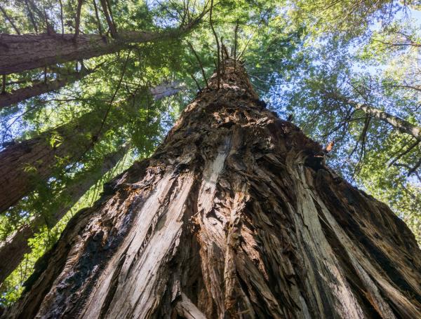 El árbol torcido y el árbol recto: la vieja parábola china que hoy se lee como una lección de bienestar