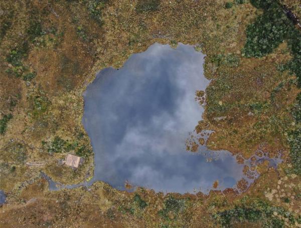 El frailejón tunjano, el venado soche, la orquídea Lepanthes bachue y el agua: la riqueza natural que está en riesgo por incendio en Iguaque