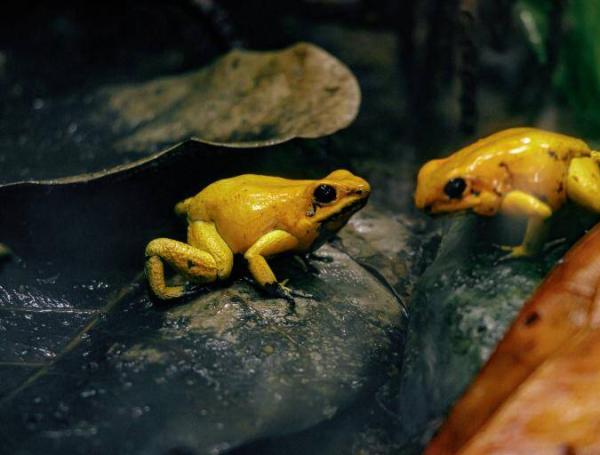 Rana venenosa del chocó (Phyllobates terribilis)