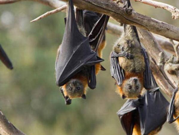Vario virus pueden infectar al tiempo a un solo muerciélago.