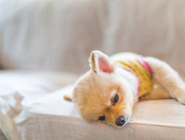 Chequeos veterinarios: por qué las mascotas también necesitan controles aunque no tengan síntomas