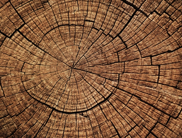 El árbol torcido y el árbol recto: la vieja parábola china que hoy se lee como una lección de bienestar