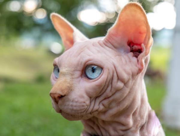Es importante que los gatos esfinge sean llevados al doctor con frecuencia.