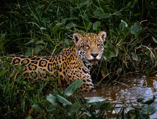 A pesar de los esfuerzos de los PNN hay especies en peligro como el jaguar.