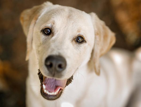 Perro Raza Labrador ¿Cómo es la raza de perros Labrador Retriever y sus características?